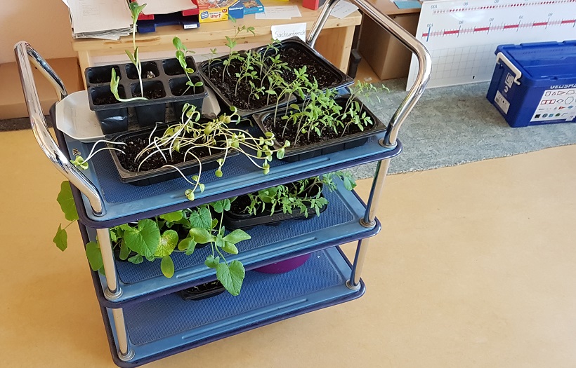 Pflanzwagen mit jungen Kürbispflanzen und Sonnenblumpflanzen im DPFA Vorschulkindergarten Görlitz
