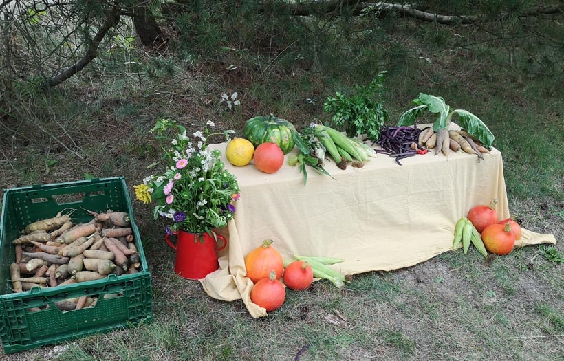 Ein Tisch im Garten voller Gemüse: Erntetisch